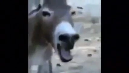 omg
