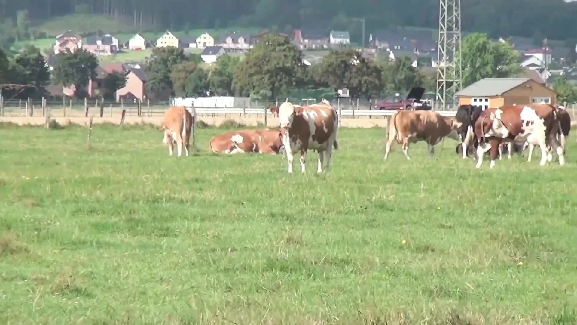 Blonde,granny,outdoor,beauty