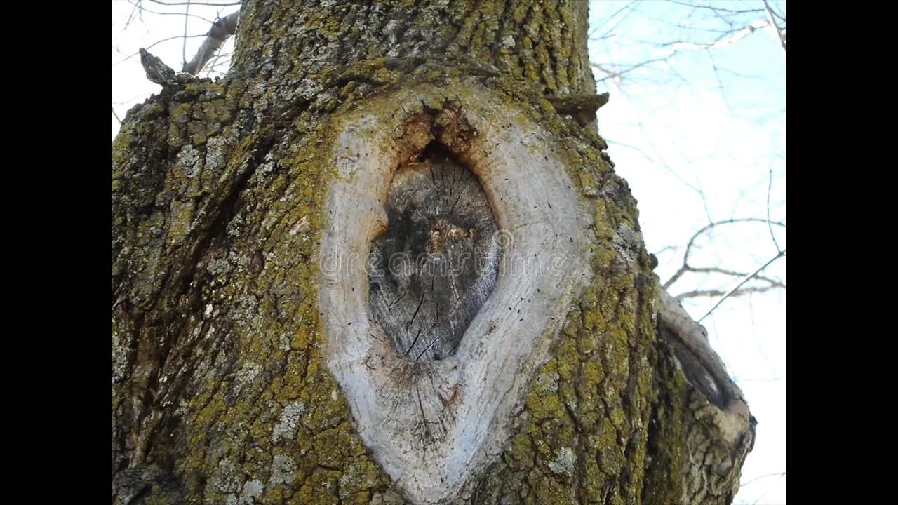 KNOTHOLE INN