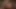 Nettle Rivulet-remake - Queensnake.com - Queensect.com