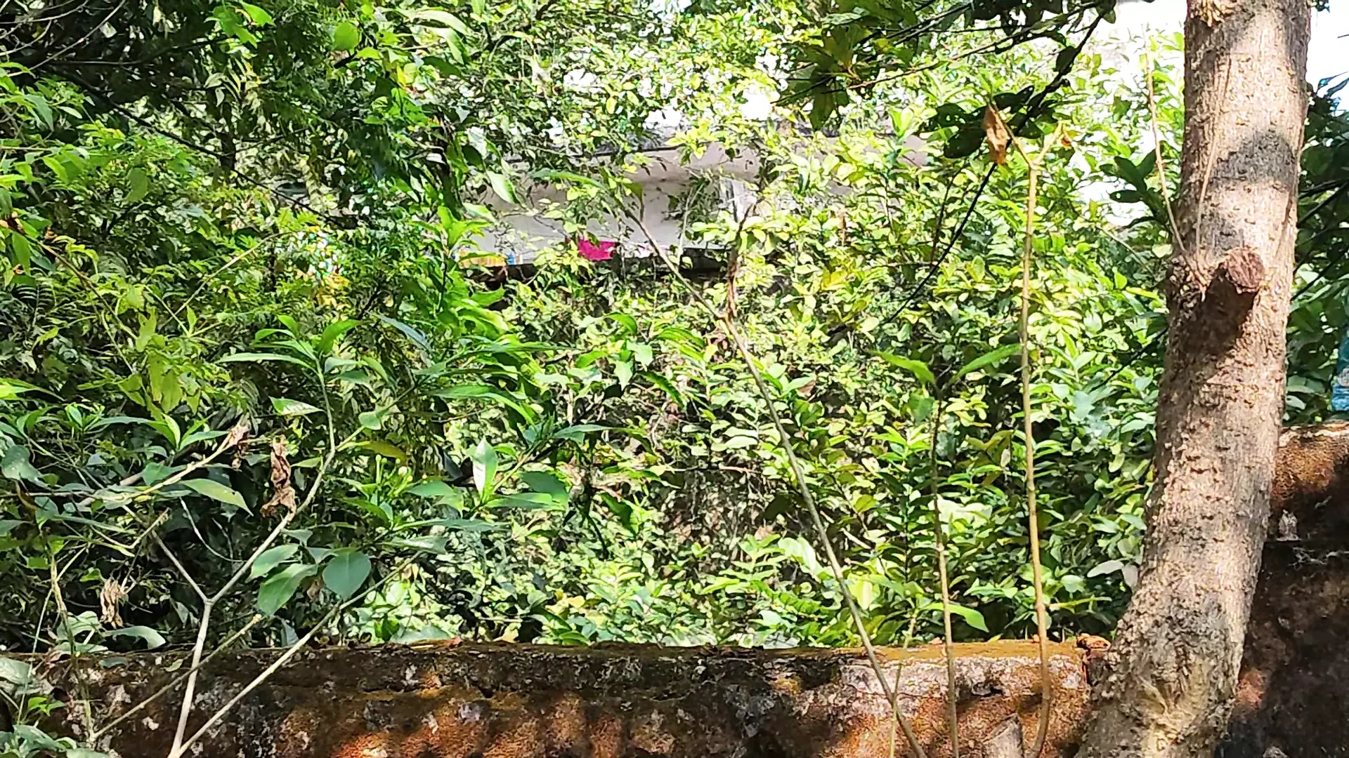 बगल वाली आंटी का pink कलर का panty
