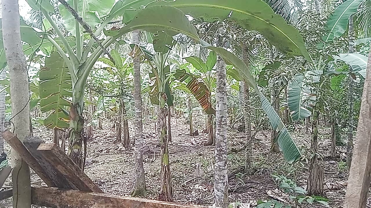 NATURE JERKING