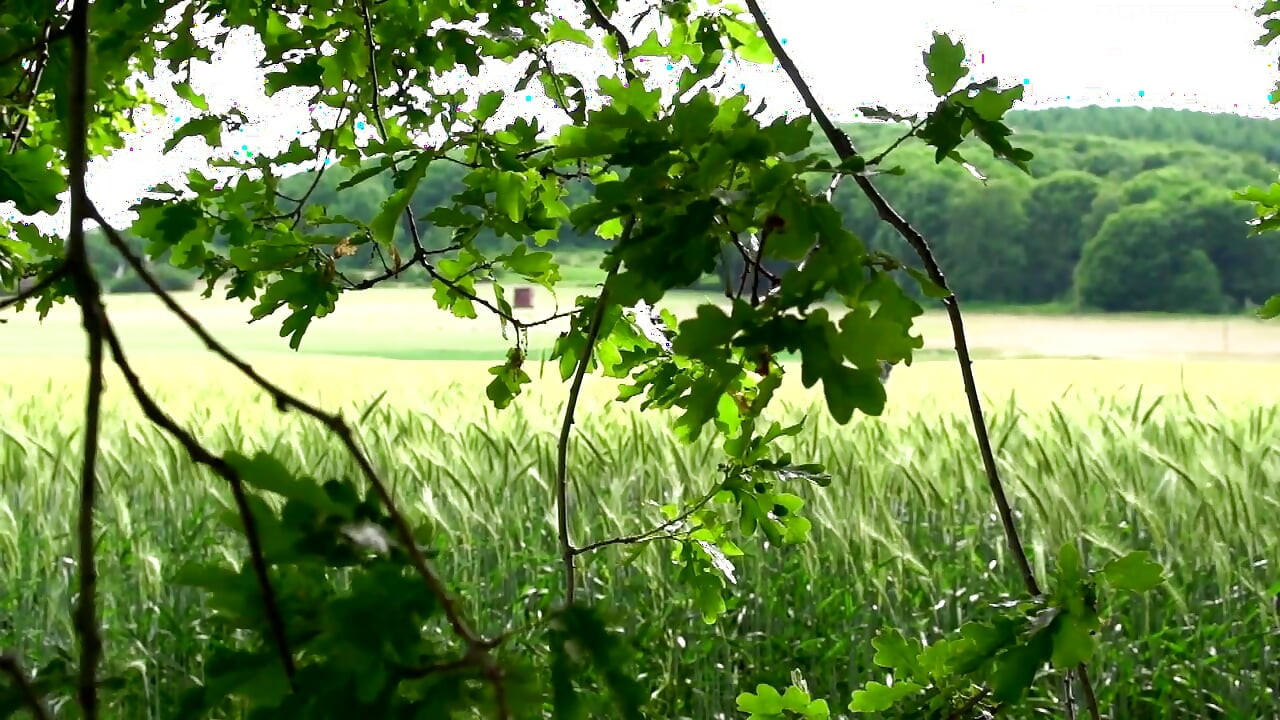 Hot MILFs Are Ready for Cock Riding and Cumshot Outdoor Compilation