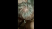 Pregled videozapisa