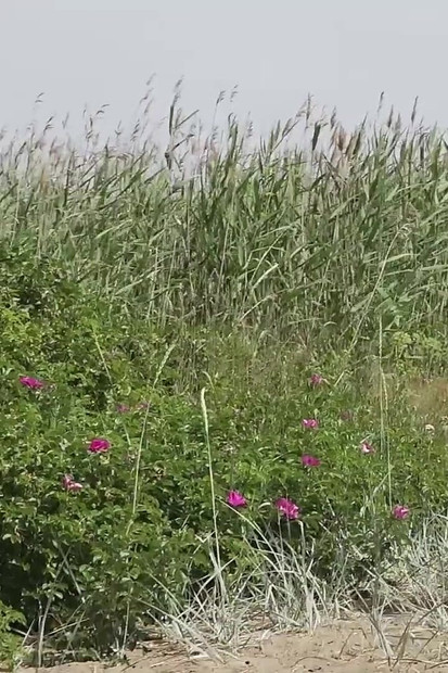 Log Lookout por Got2Pee donde las chicas vienen a mear