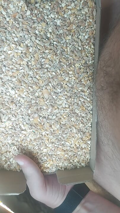 गव्हाने भारावून गेलेला लंड