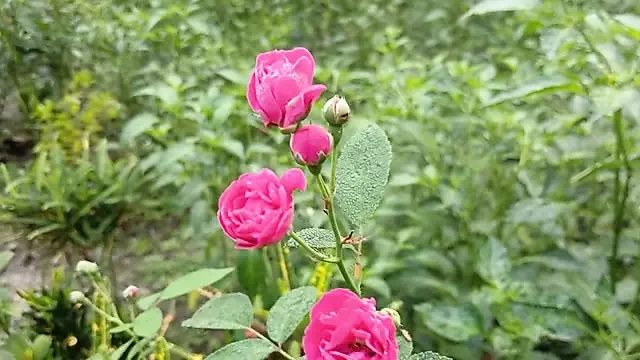 गांव का हॉट लड़का और लड़की की सेक्स कहानी बांग्ला