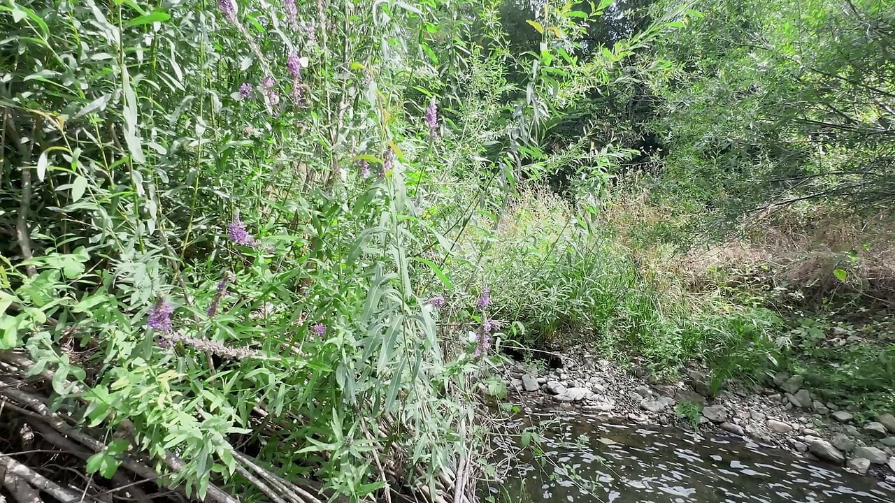 Wet Outdoor River Sex: POV Doggy, Cowgirl & Messy Belly Cumshot - Real Amateur Couple