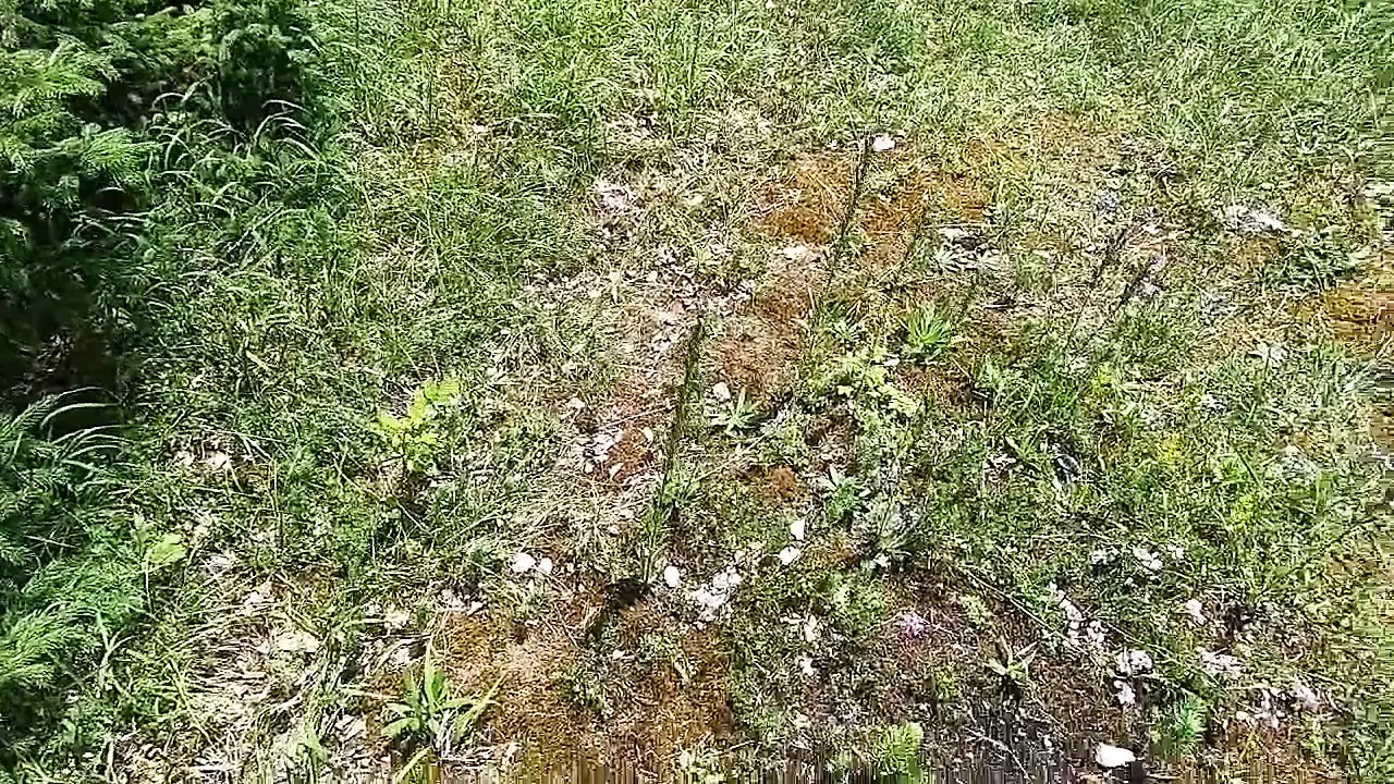 Another surprise blowjob in the forest