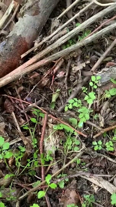 Piss Compilation - German BBW Abby Strange pissing, outdoor | Clip 3