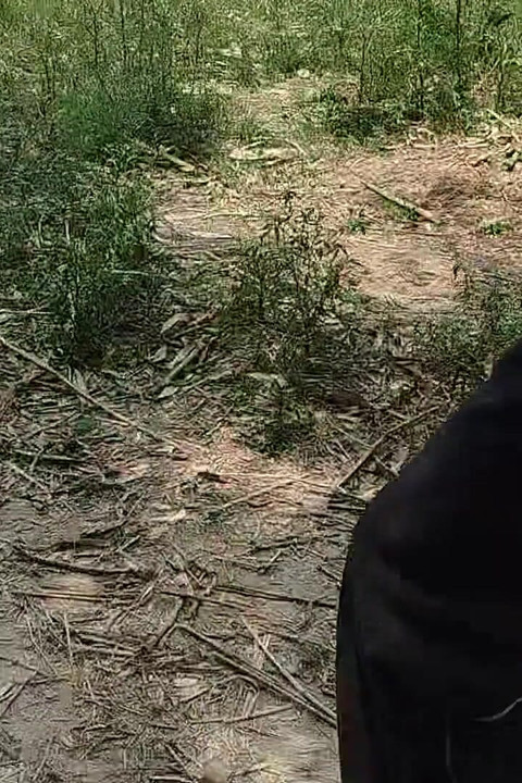 While Roaming in the Field, He Started Hitting the Hilt