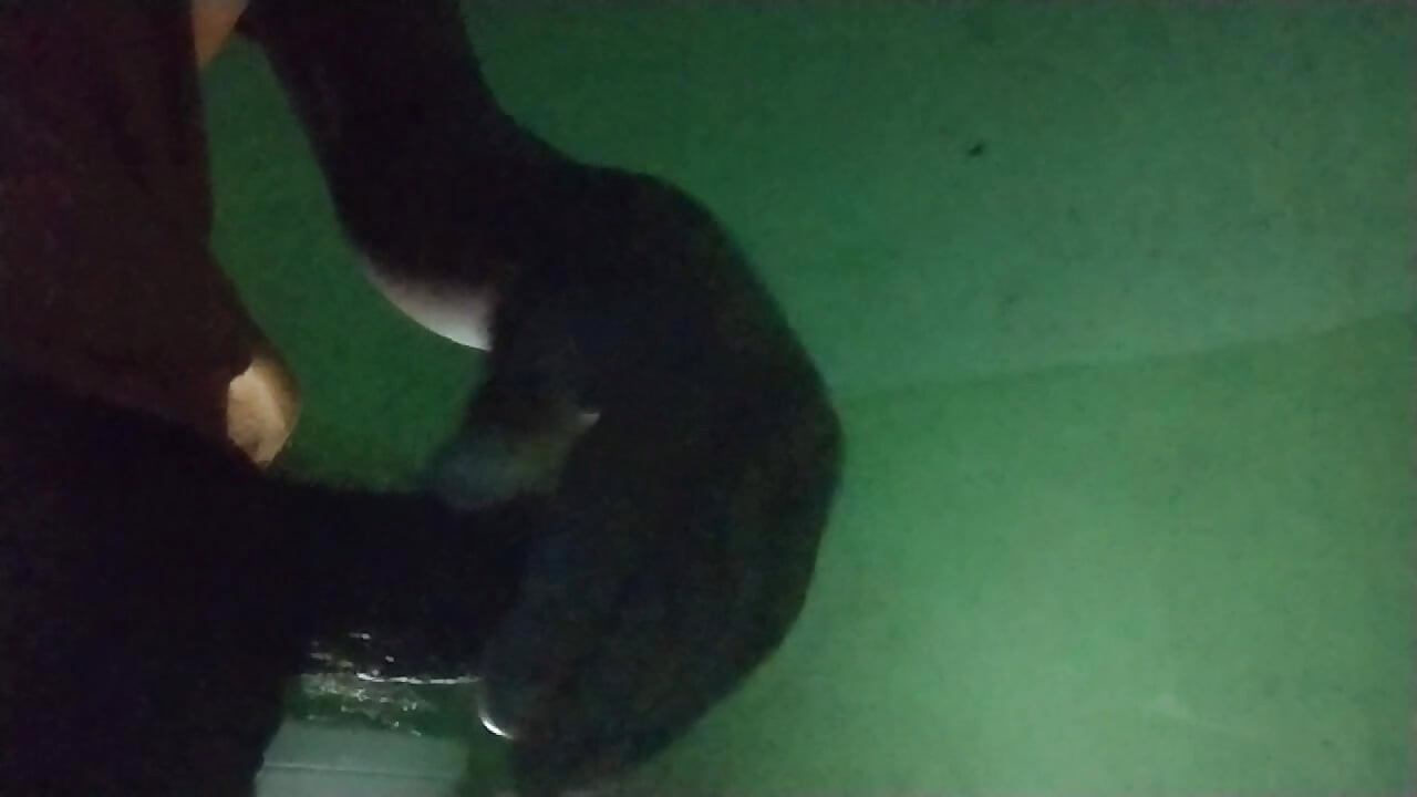 Salsal