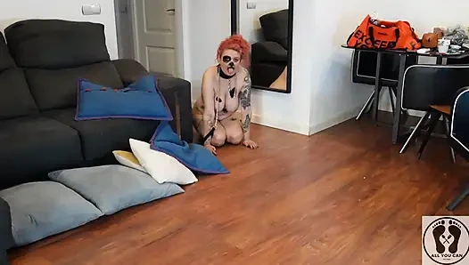 4k kızgın köpek yavrusu havlıyor ve tüm odayı kokluyor