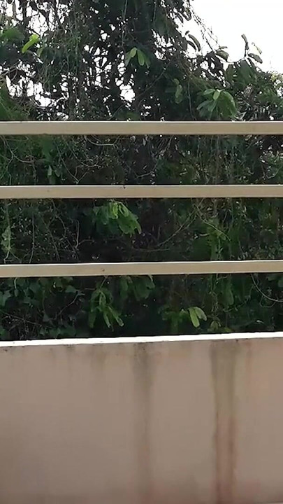Cute lady swinging without panties on a swing  185 1 | Clip 3