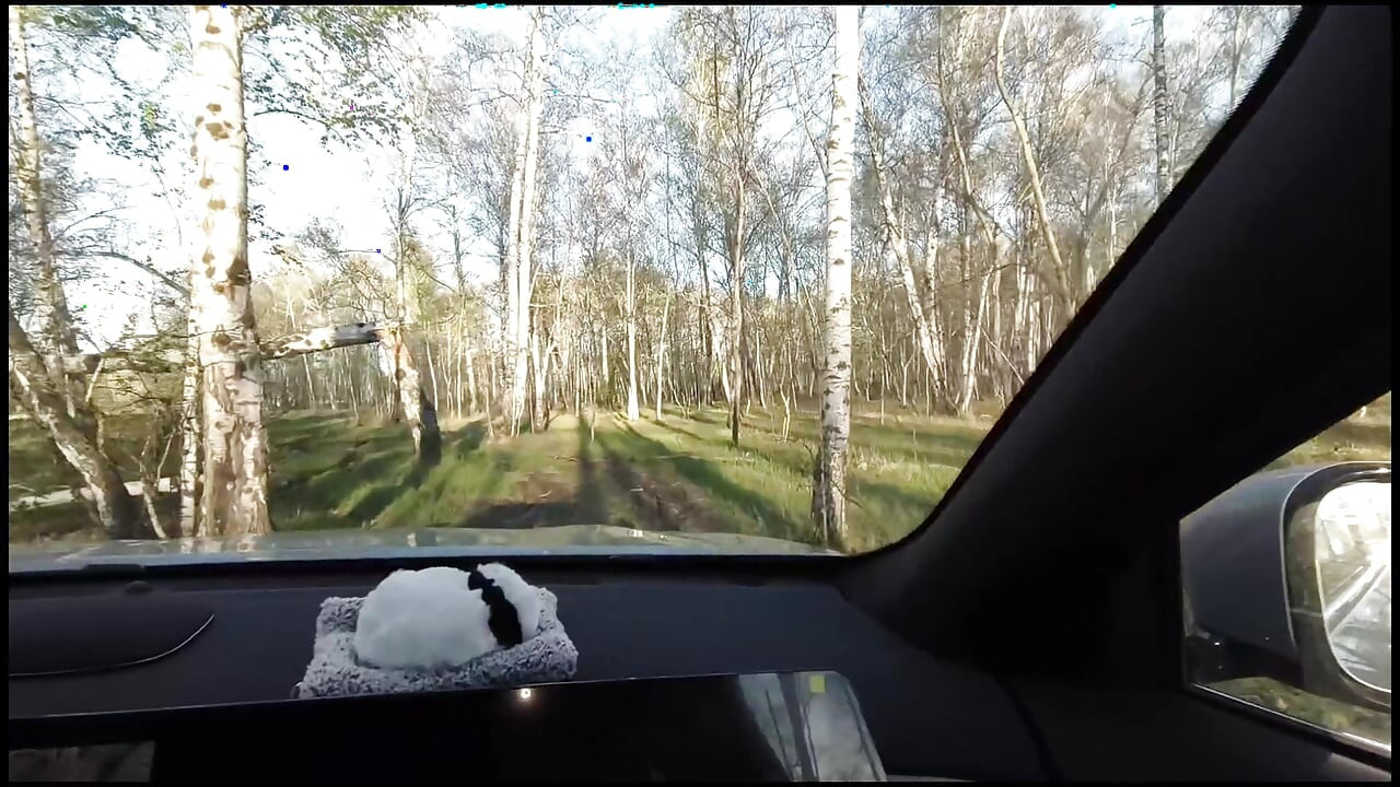 im wald auf einem auto