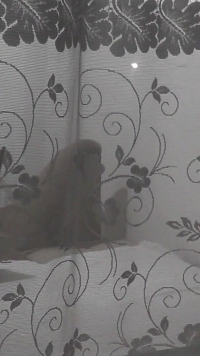 Key moment from "Public. Boy neighbor peeps on masturbating MILF through an opemn window"