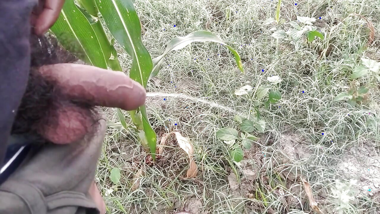 Indian Boy Pissing in Morning