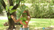 Pratinjau video