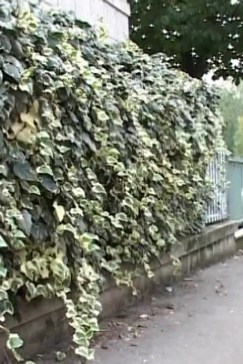 Anal Amateur Impact!