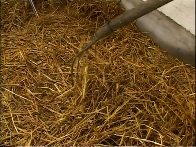 Fat farmer woman banged in a barn by a horny guy