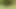 Forest Fun