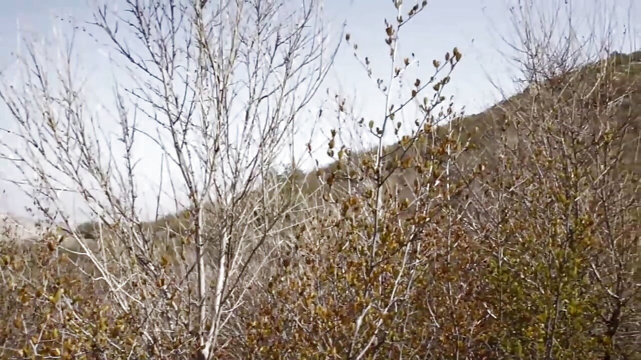 Amazon queen banged in the woods