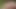 屋外のアジア美女たちが一緒にセクシーな集団フェラチオシーンを披露
