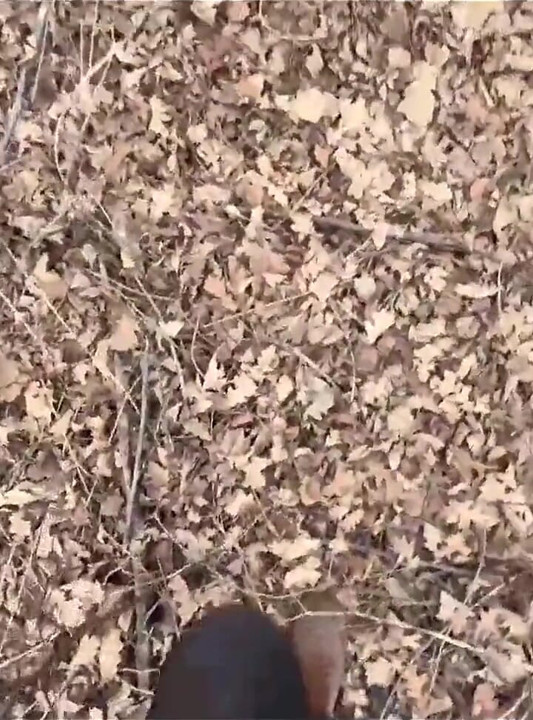Stripping Naked and Getting Fucked in the Forest