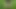Pisse aus einer reifen behaarten muschi auf blumen und gras. Mollige MILF uriniert im freien in einem park. PAWG.