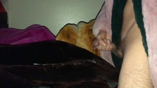 Lapin Rex, caresse de Chinchilla avec du sperme sur la fourrure de castor