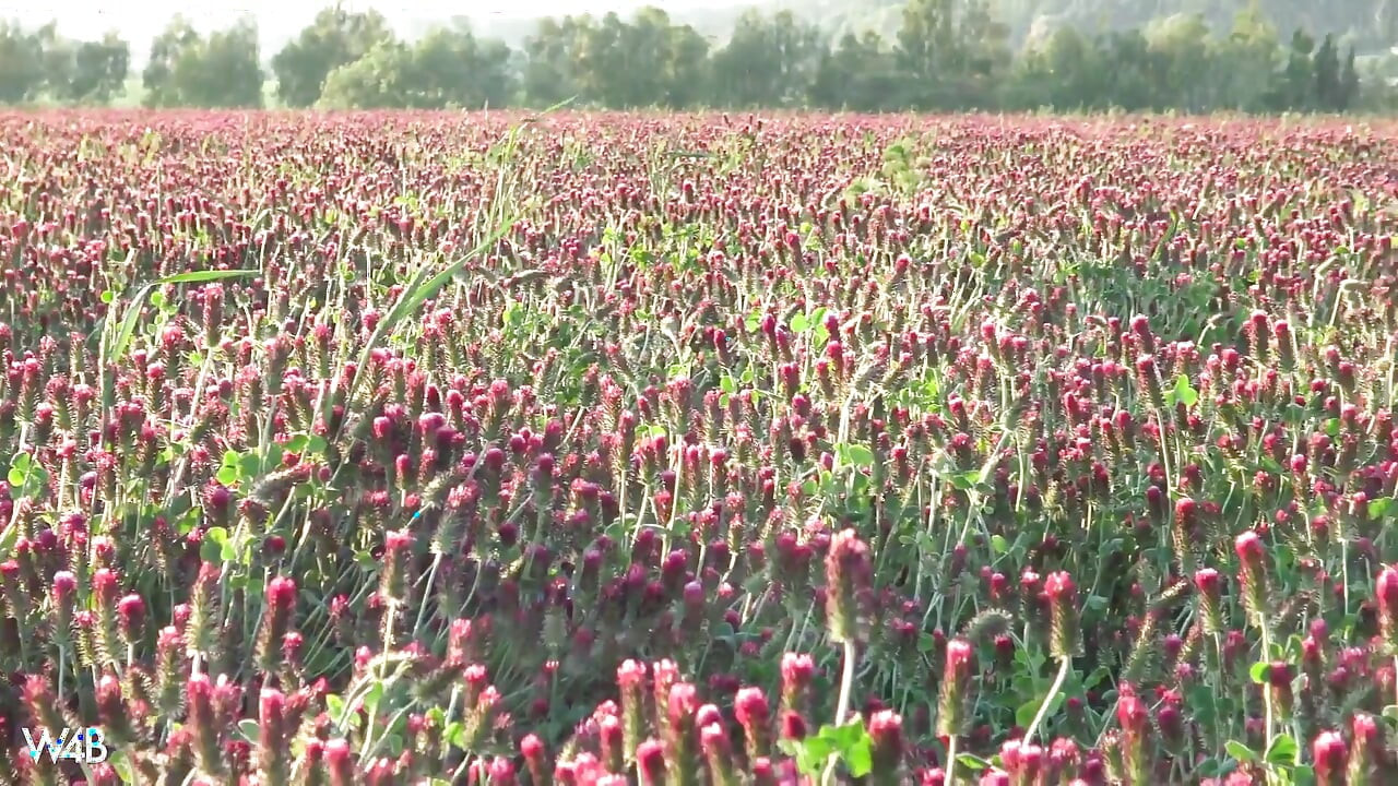 Spring Bloom