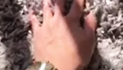 Altın renk örneği tam
