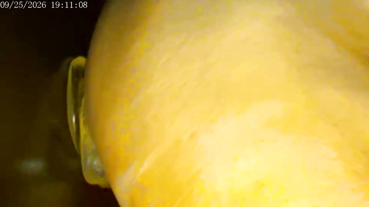 9-25-26 Cam 2 Compilation Friday Friends Day Toy Ride Thank You for Driving My Ranking and Revenue Love to You All.