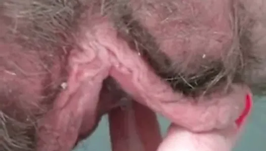 Dripping big hairy pussylips