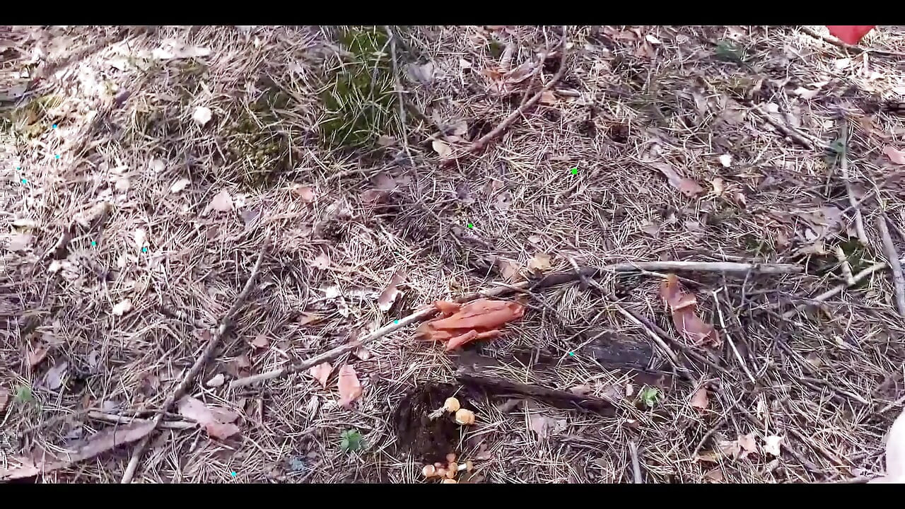 Mushroom Walk in the Forest Tick in the Pussy