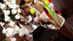 Pratinjau video