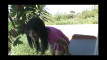 Pregled videozapisa