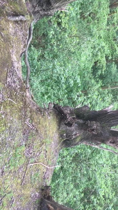 Wanking in the woods 1