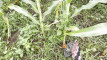 Pratinjau video