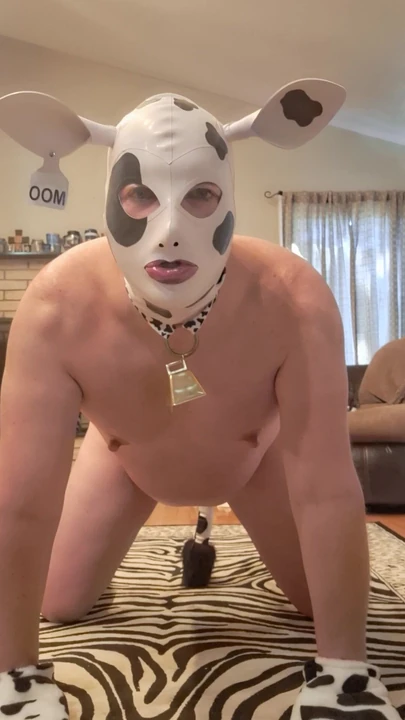 Saya seorang lembu gemuk bomba! MOO!