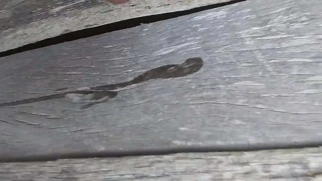 Jacking off in the barn