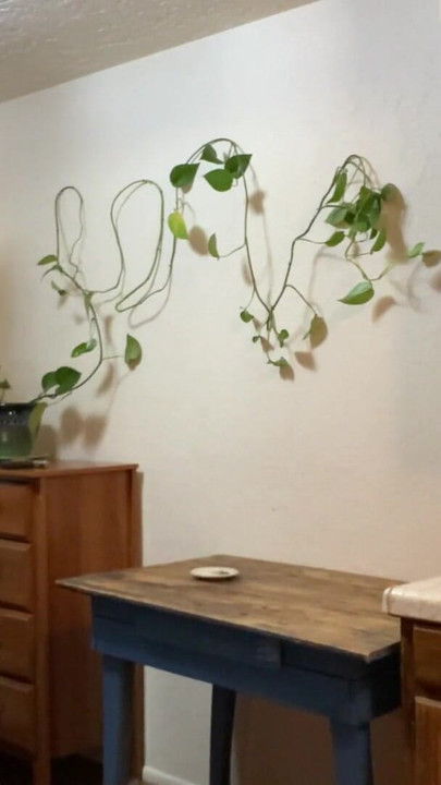 Jaw-dropping moment from "All Natural Goddess Plays Around with Her Pothos (nudge nudge wink wink)"