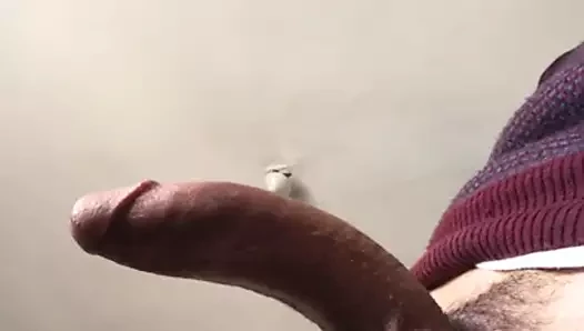 Arab Cock