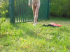 Pregled videozapisa