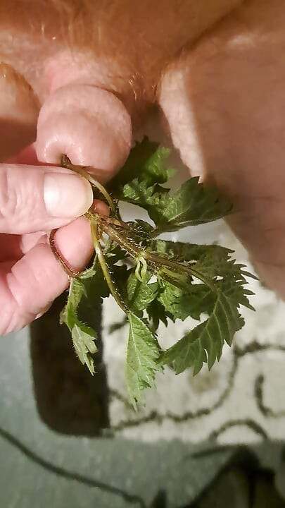 My first sounding with stinging nettles