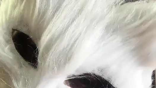 Today I'm a Naughty Kitten Who Wants Milk