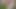 Walking Outside Naked with Hard cock bouncing and swinging