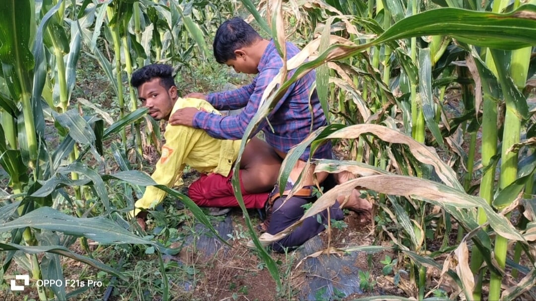 Indian Desi Movies - A laborer working in a corn field fucked his partner's ass - Hindi Voice