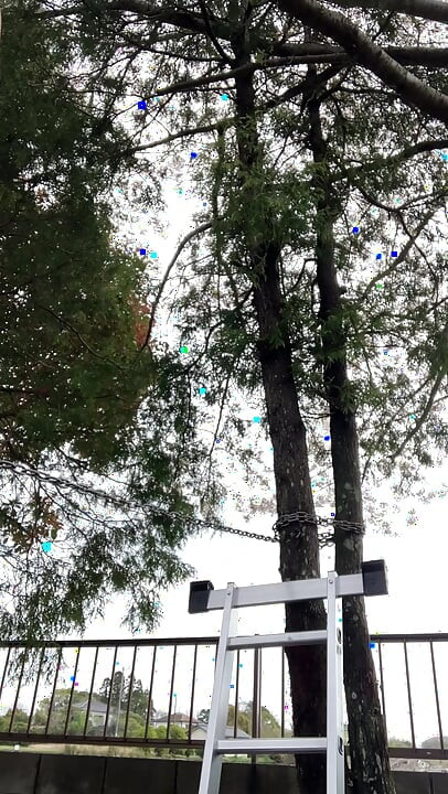 No177 Cherry Blossoms and Chain Crossing Part 1