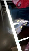 Pregled videozapisa